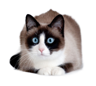 Responsive image